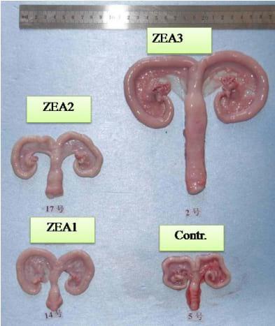 Zearalenone Altered the Serum Hormones, Morphologic and Apoptotic Measurements of Genital Organs in Post-weaning Gilts - Image 3