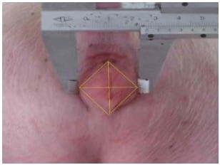 Effects of Feeding Purified Zearalenone Contaminated Diets with or without Clay Enterosorbent on Growth, Nutrient Availability, and Genital Organs in Post-weaning Female Pigs - Image 2