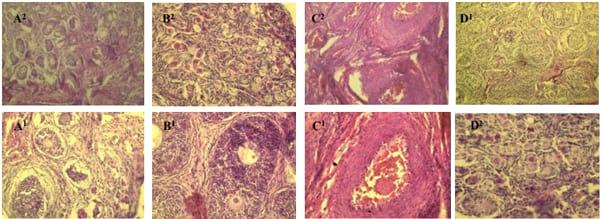 Effects of Feeding Purified Zearalenone Contaminated Diets with or without Clay Enterosorbent on Growth, Nutrient Availability, and Genital Organs in Post-weaning Female Pigs - Image 7