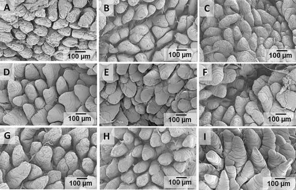 Effects of creep feeding and supplemental glutamine or glutamine plus glutamate (Aminogut) on pre- and post-weaning growth performance and intestinal health of piglets - Image 7