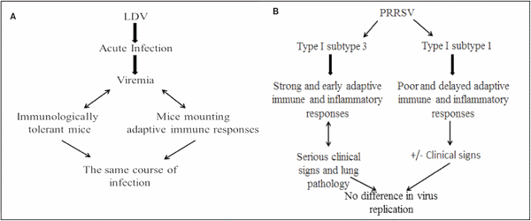 Immune control of PRRS: lessons to be learned and possible ways forward - Image 3