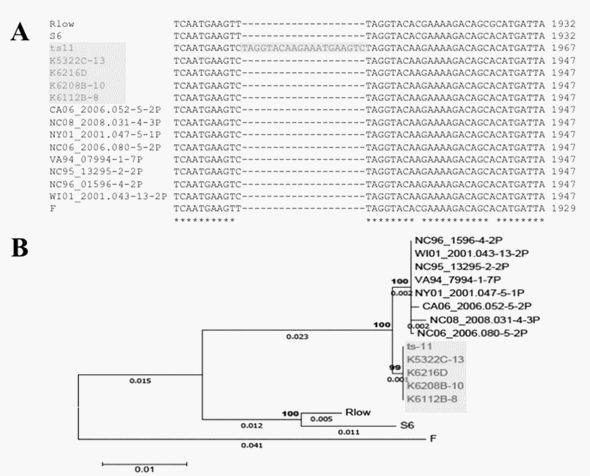 Identification of Strain-Specific Sequences That Distinguish a Mycoplasma gallisepticum Vaccine Strain from Field Isolates - Image 1
