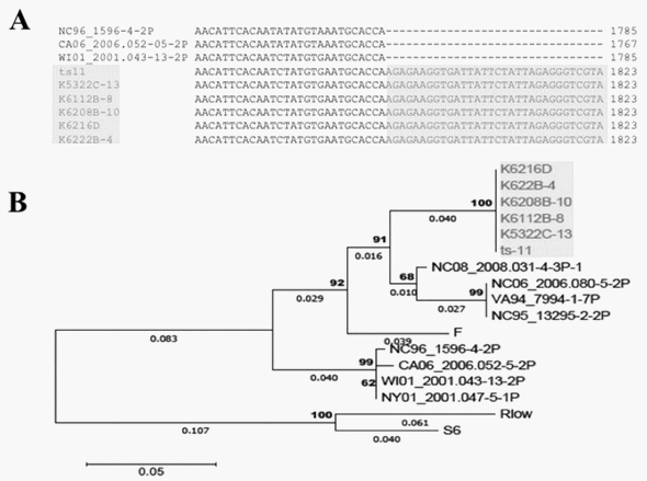 Identification of Strain-Specific Sequences That Distinguish a Mycoplasma gallisepticum Vaccine Strain from Field Isolates - Image 3