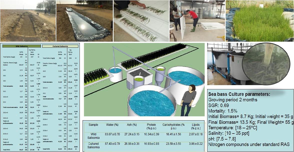 Preliminary tests growing Salicornia (Salicornia europea) & Seabass (Dicentrachus labrax) with marine aquaponic technology in the Ebro Delta - Image 1