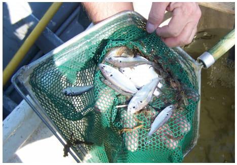 Managing Algal Blooms and the Potential for Algal Toxins in Pond Water - Image 6
