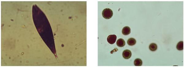Managing Algal Blooms and the Potential for Algal Toxins in Pond Water - Image 4