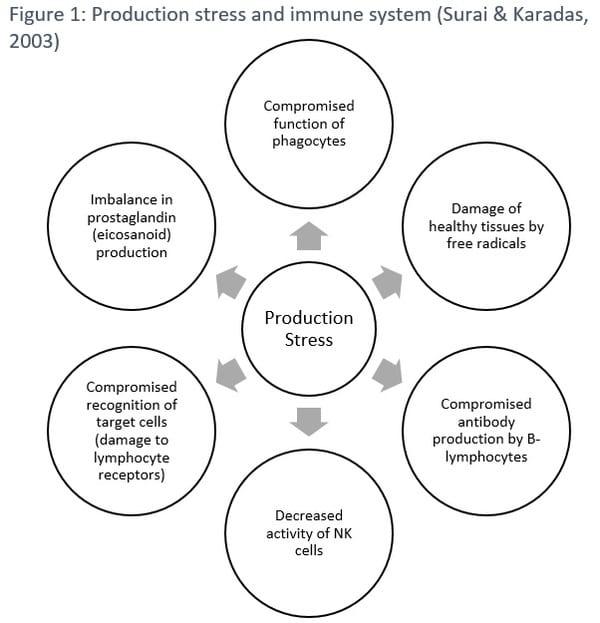 Production stress: consequence of high performance - Image 1