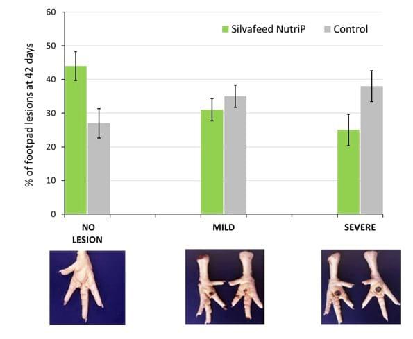 Prevention of Footpad Lesions in Broilers - Image 2