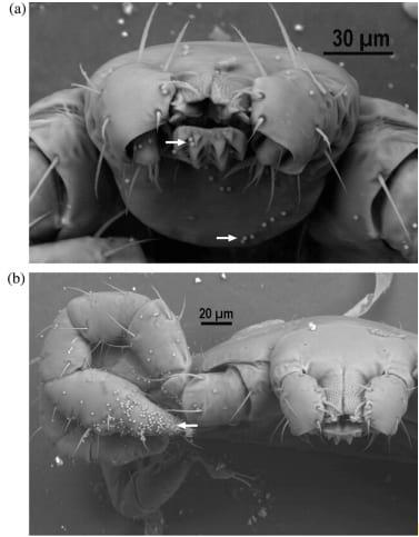 Staphylococcus saprophyticus is a pathogen of the cattle tick Rhipicephalus (Boophilus) microplus - Image 4
