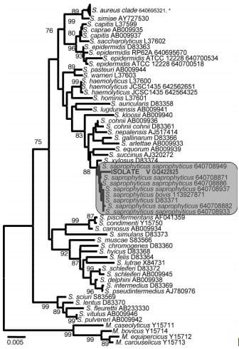 Staphylococcus saprophyticus is a pathogen of the cattle tick Rhipicephalus (Boophilus) microplus - Image 3