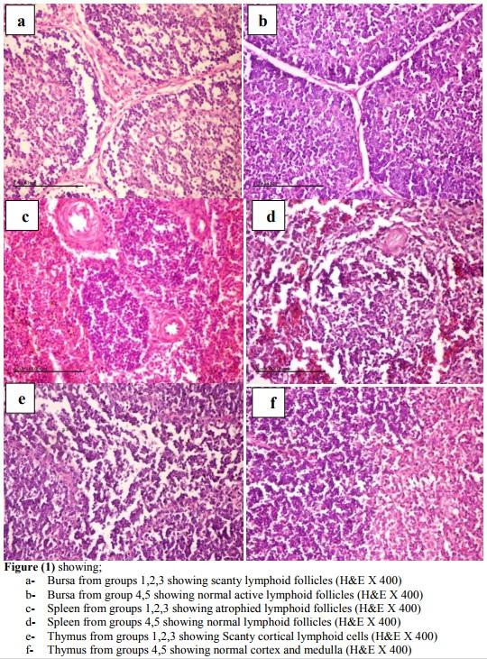 Moringa Oleifera Leaves in Broiler Diets: Effect on Chicken Performance and Health - Image 7
