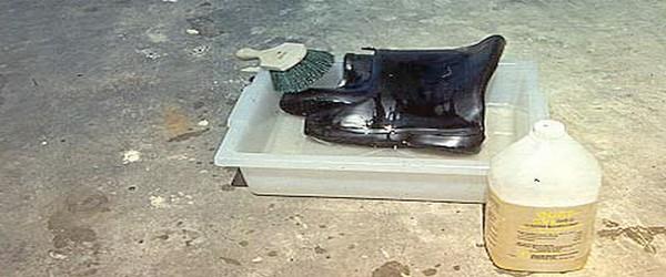 Disinfectants Against Avian Influenza Viruses - Image 1