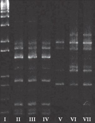 Beauveria Bassiana Applied to Broiler Chicken Houses as Biocontrol of Alphitobius Diaperinus Panzer (Coleoptera: Tenebrionidae), an Avian Pathogens Vector - Image 4