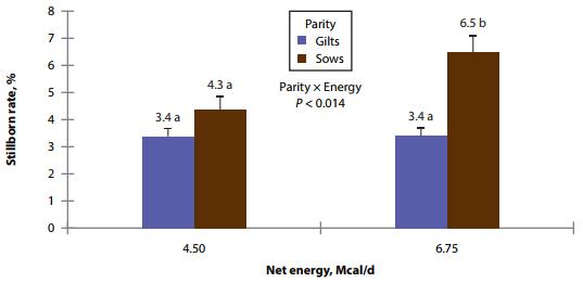 Effects of Amino Acid and Energy Intake During Late Gestation on Piglet Birth Weight and Reproductive Performance of Gilts and Sows Housed Under Commercial Conditions - Image 9