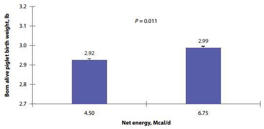 Effects of Amino Acid and Energy Intake During Late Gestation on Piglet Birth Weight and Reproductive Performance of Gilts and Sows Housed Under Commercial Conditions - Image 10