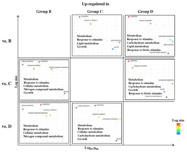 Nutrigenomic and Nutritional Analyses Reveal the Effects of Pelleted Feeds on Asian Seabass (Lates calcarifer) - Image 13