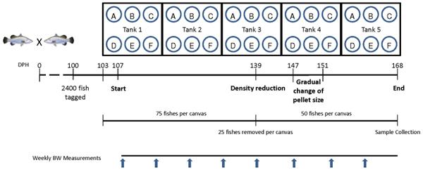 Nutrigenomic and Nutritional Analyses Reveal the Effects of Pelleted Feeds on Asian Seabass (Lates calcarifer) - Image 1