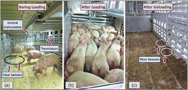 Characteristics of Trailer Thermal Environment during Commercial Swine Transport Managed under U.S. Industry Guidelines - Image 5