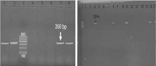 Mycoplasma Synoviae and other Associated Bacteria Causing Arthritis in Chicken - Image 9