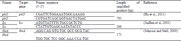 Mycoplasma Synoviae and other Associated Bacteria Causing Arthritis in Chicken - Image 3