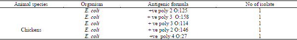 Mycoplasma Synoviae and other Associated Bacteria Causing Arthritis in Chicken - Image 8