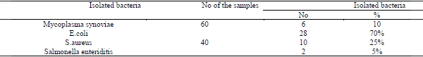Mycoplasma Synoviae and other Associated Bacteria Causing Arthritis in Chicken - Image 7