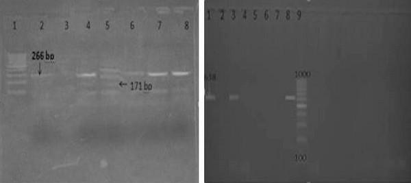 Mycoplasma Synoviae and other Associated Bacteria Causing Arthritis in Chicken - Image 10