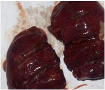 Pathogenicity of Ten Gallibacterium Anatis Isolates in Commercial Broiler Chickens - Image 4