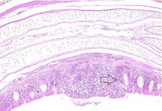 Pathogenicity of Ten Gallibacterium Anatis Isolates in Commercial Broiler Chickens - Image 6