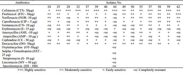 Pathogenicity of Ten Gallibacterium Anatis Isolates in Commercial Broiler Chickens - Image 9
