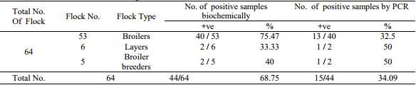 Pathogenicity of Ten Gallibacterium Anatis Isolates in Commercial Broiler Chickens - Image 5