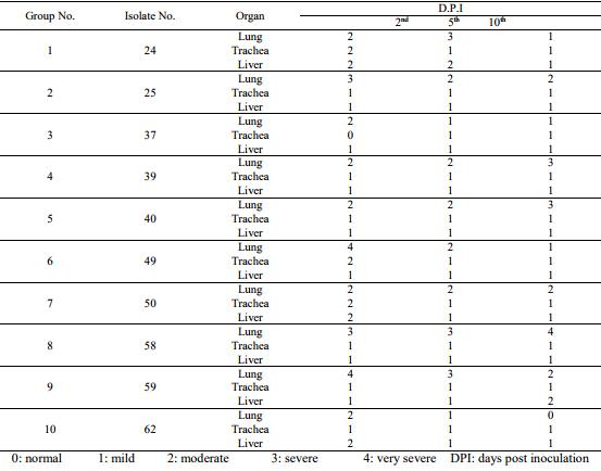 Pathogenicity of Ten Gallibacterium Anatis Isolates in Commercial Broiler Chickens - Image 10