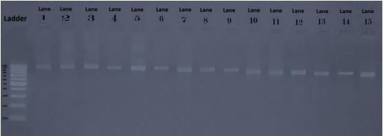 Pathogenicity of Ten Gallibacterium Anatis Isolates in Commercial Broiler Chickens - Image 2