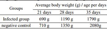 Pathogenicity of an Avian Influenza H9N2 Virus isolated From Broiler Chickens in Egypt - Image 6
