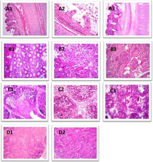 Pathogenicity of an Avian Influenza H9N2 Virus isolated From Broiler Chickens in Egypt - Image 10