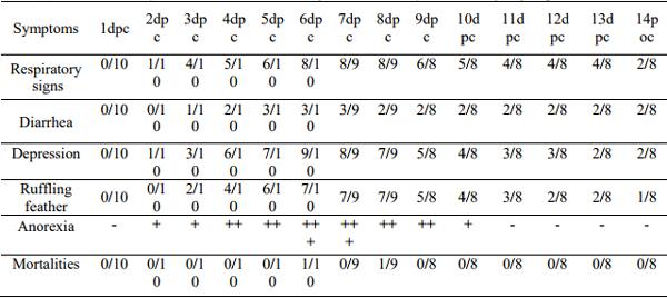 Pathogenicity of an Avian Influenza H9N2 Virus isolated From Broiler Chickens in Egypt - Image 5