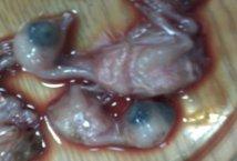 Incidence of Avian Nephritis and Infectious Bronchitis Viruses in Broilers in Egypt - Image 9