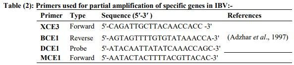 Incidence of Avian Nephritis and Infectious Bronchitis Viruses in Broilers in Egypt - Image 2