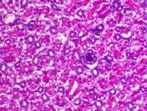 Incidence of Avian Nephritis and Infectious Bronchitis Viruses in Broilers in Egypt - Image 16