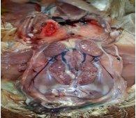 Incidence of Avian Nephritis and Infectious Bronchitis Viruses in Broilers in Egypt - Image 7