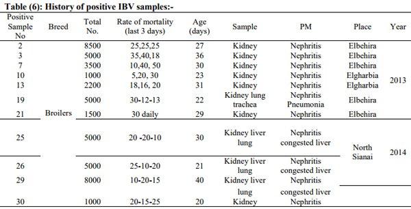 Incidence of Avian Nephritis and Infectious Bronchitis Viruses in Broilers in Egypt - Image 6