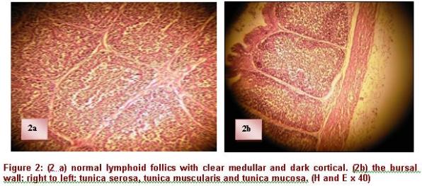 Diagnosis of chicken Gumboro disease by histopathological study of the bursa of Fabricius - Image 2