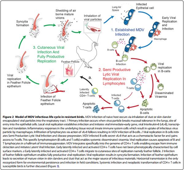 Marek’s disease in chickens: a review with focus on immunology - Image 2