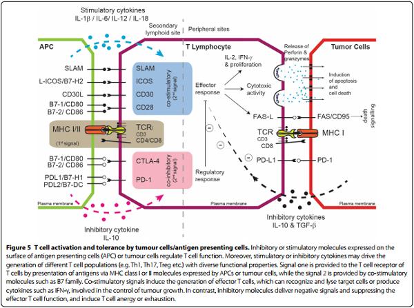 Marek’s disease in chickens: a review with focus on immunology - Image 6