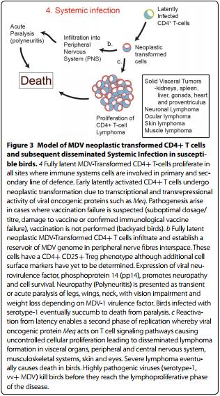 Marek’s disease in chickens: a review with focus on immunology - Image 3