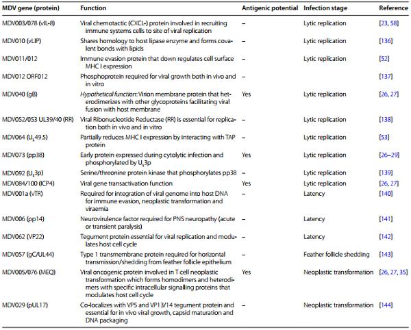 Marek’s disease in chickens: a review with focus on immunology - Image 5