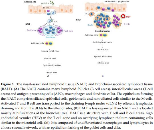 Synthetic Biodegradable Microparticle and Nanoparticle Vaccines against the Respiratory Syncytial Virus - Image 1