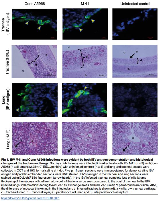 Infectious bronchitis corona virus establishes productive infection in avian macrophages interfering with selected antimicrobial functions - Image 1