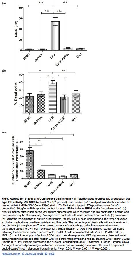Infectious bronchitis corona virus establishes productive infection in avian macrophages interfering with selected antimicrobial functions - Image 6