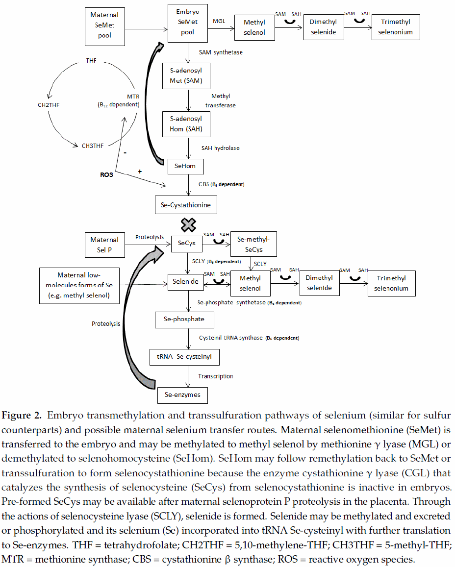Pyridoxine (Vitamin B6) and the Glutathione Peroxidase System; a Link between One-Carbon Metabolism and Antioxidation - Image 5